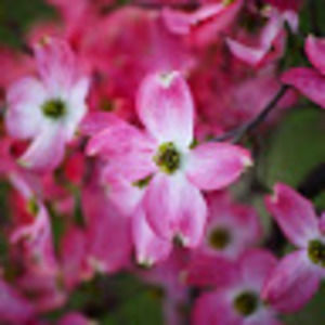 Meet your Posher, Sheryl